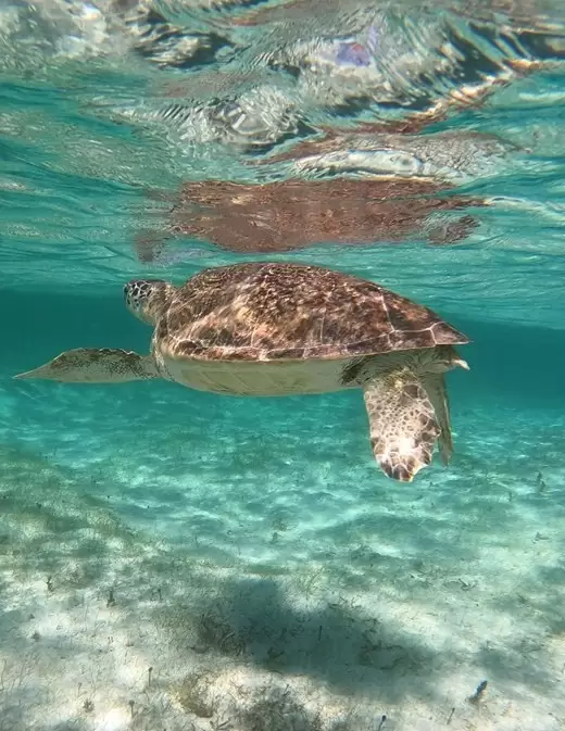 Pristine Shores