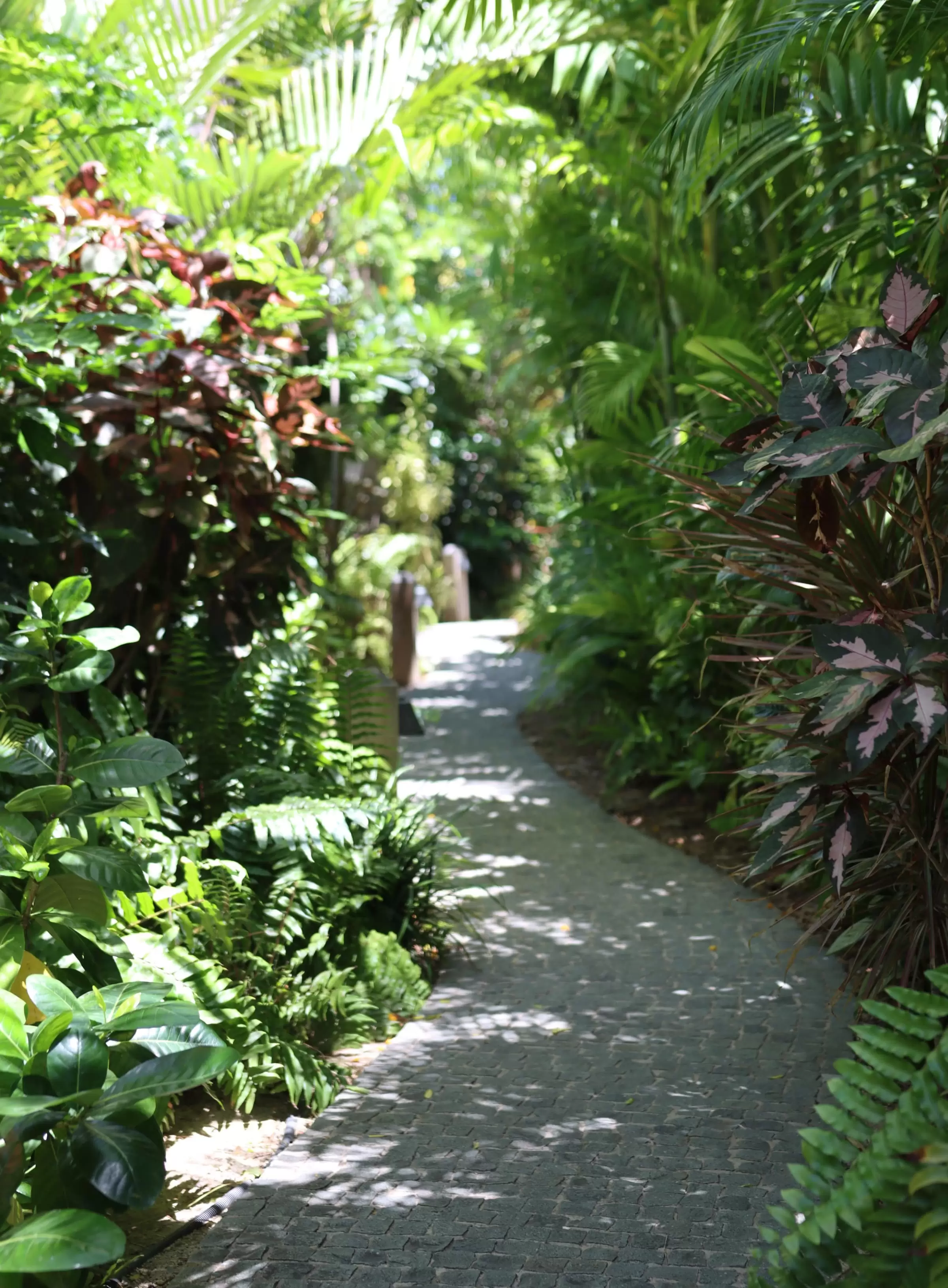 Visit Le Barthélemy’s tropical garden