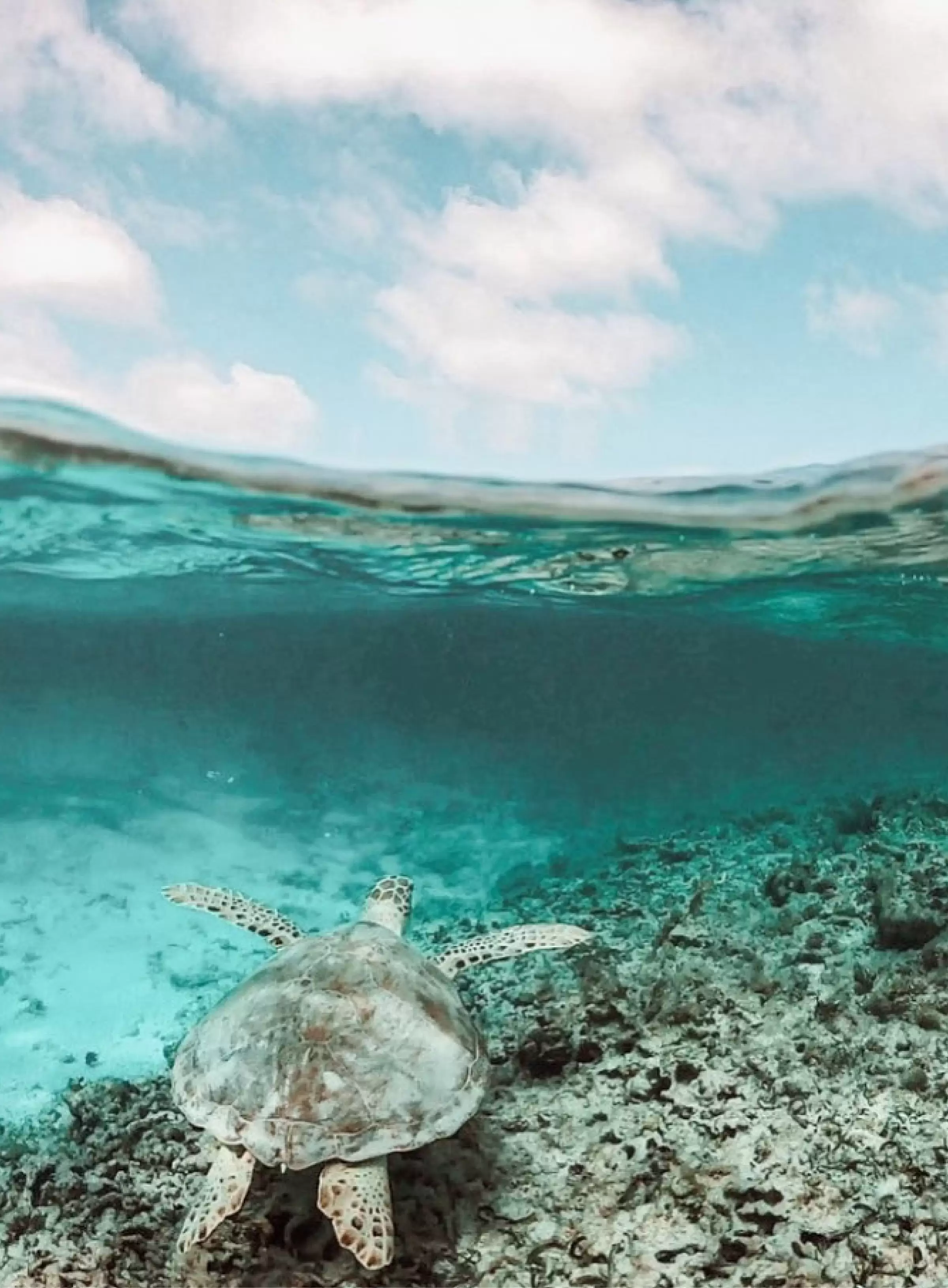 Encounters within the natural marine reserve